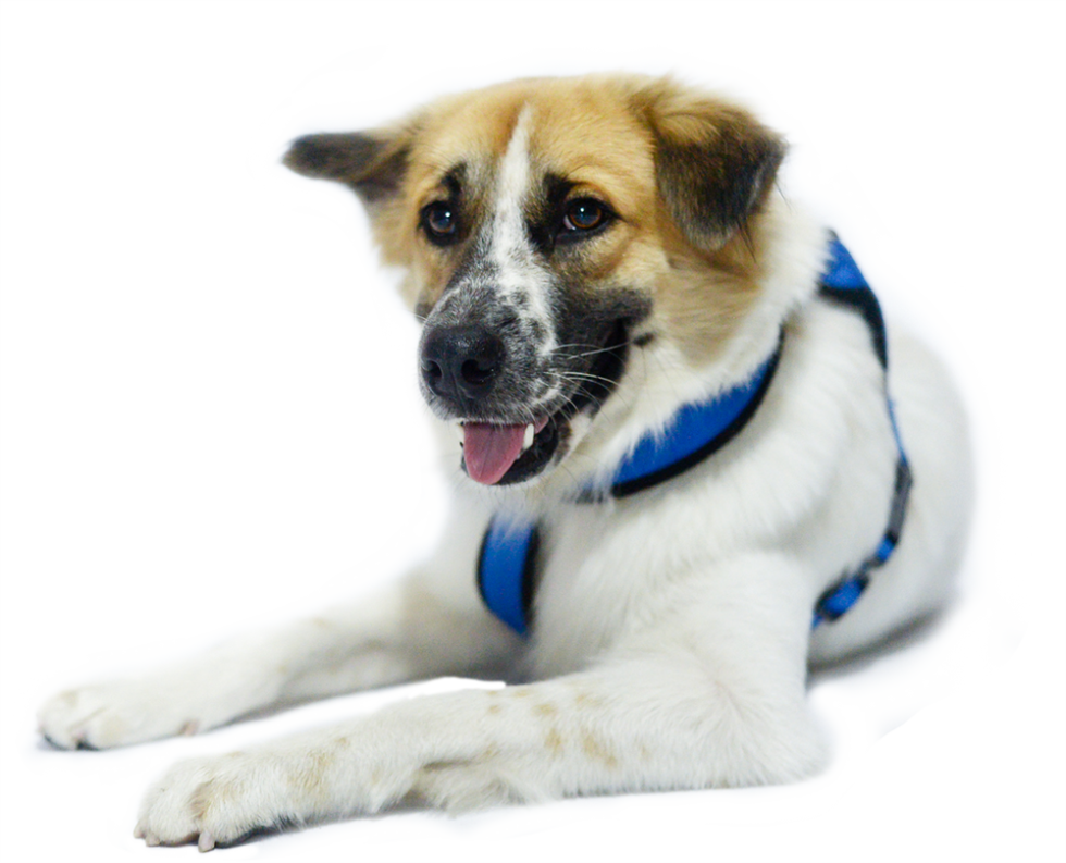 Pet Export Assistance Vets in Practice